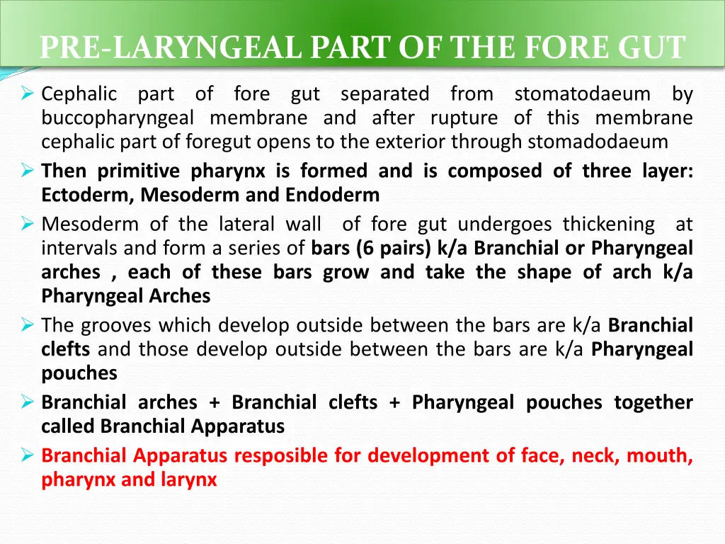 pre laryngeal part of the fore gut