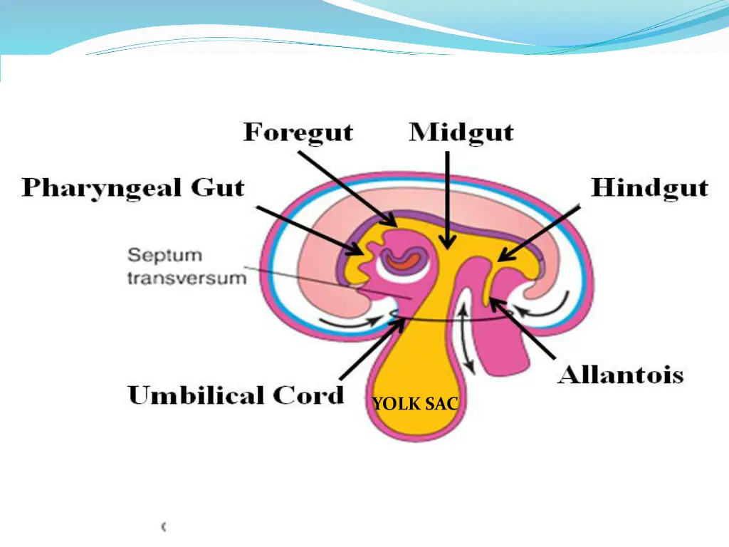 yolk sac