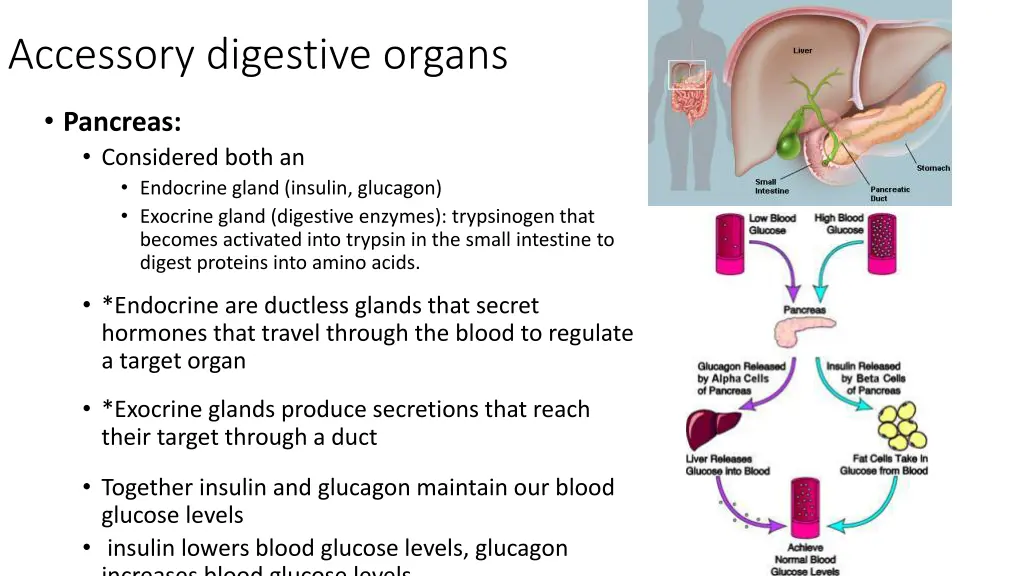 accessory digestive organs