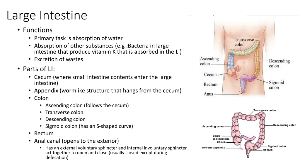 large intestine functions primary task
