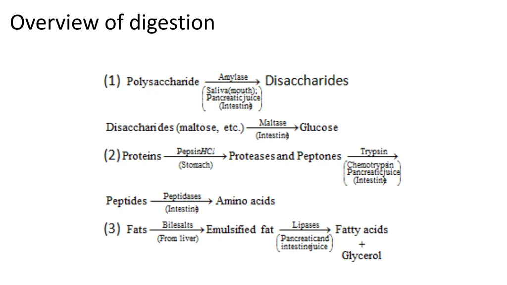 overview of digestion