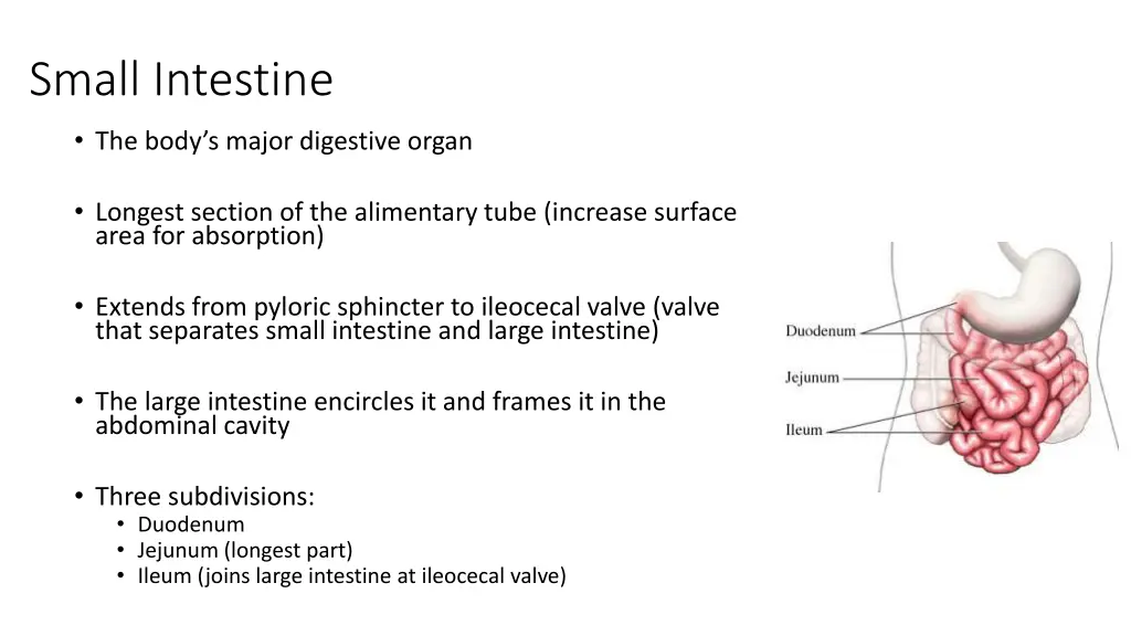 small intestine
