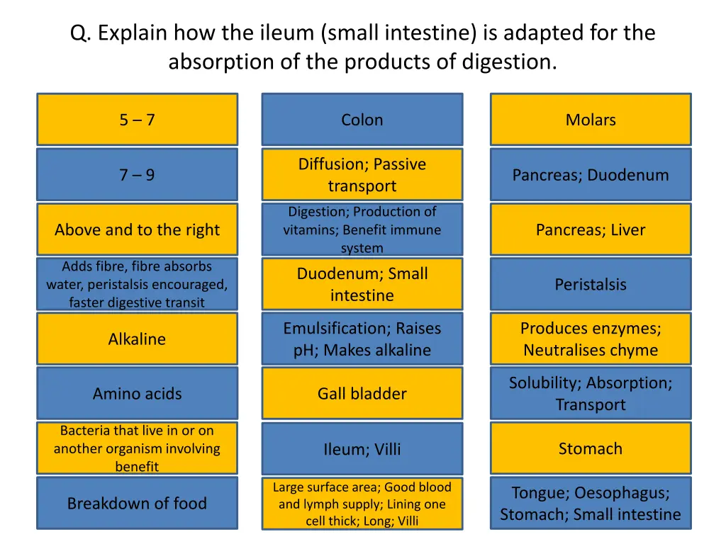 q explain how the ileum small intestine