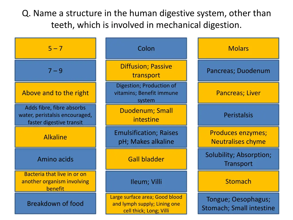 q name a structure in the human digestive system