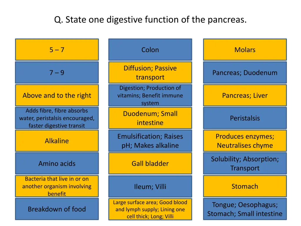 q state one digestive function of the pancreas