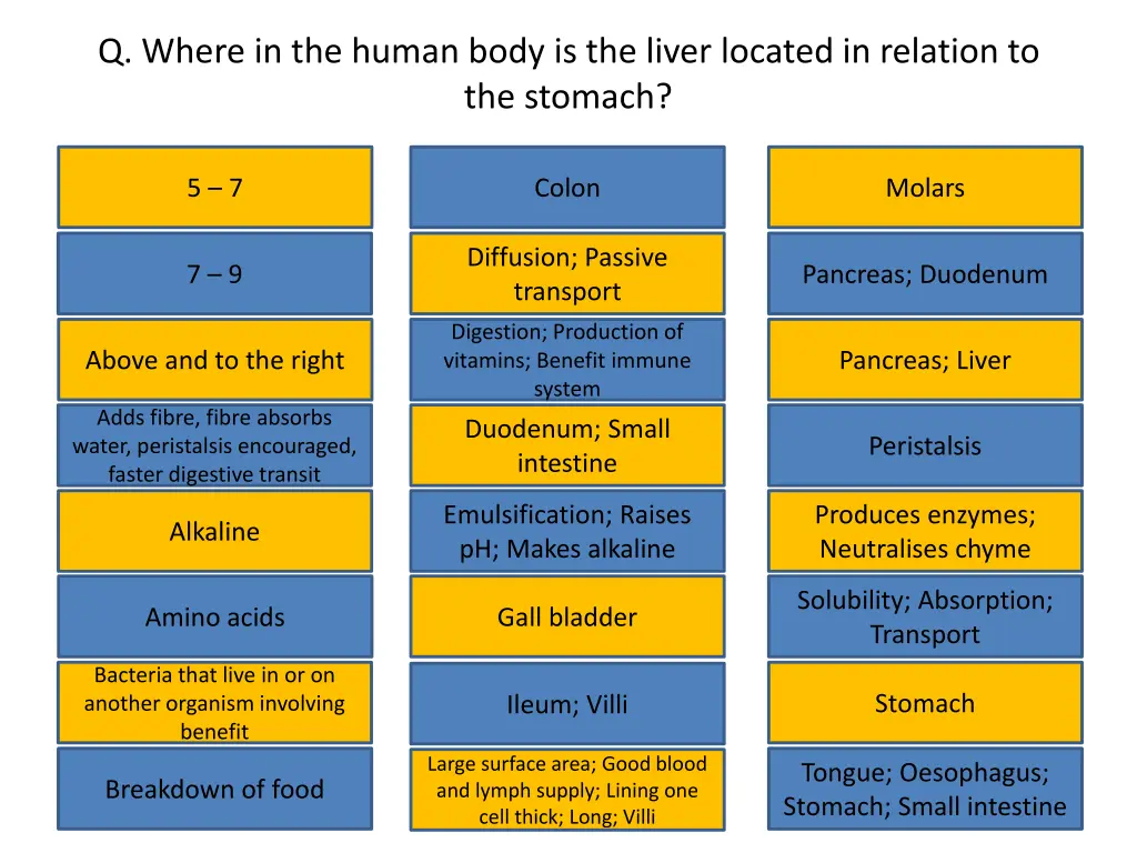q where in the human body is the liver located