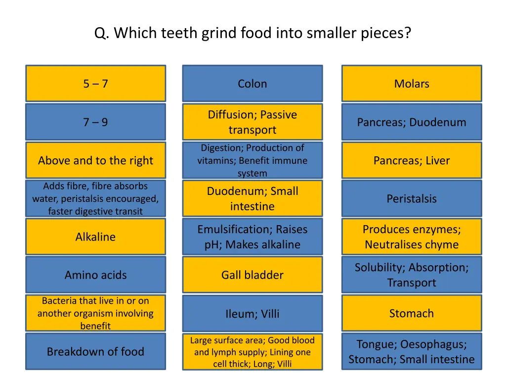 q which teeth grind food into smaller pieces