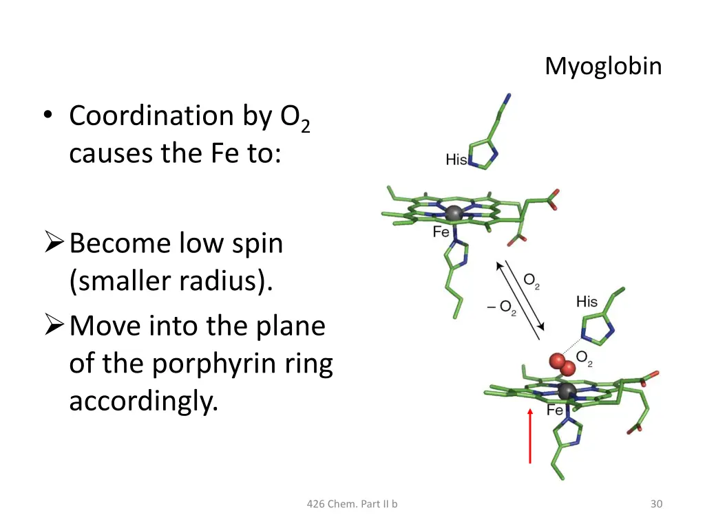 myoglobin 4