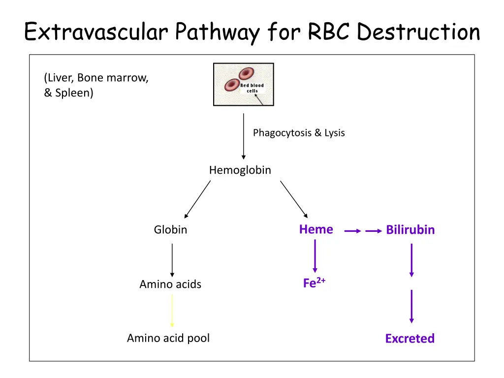 extravascular pathway for rbc destruction