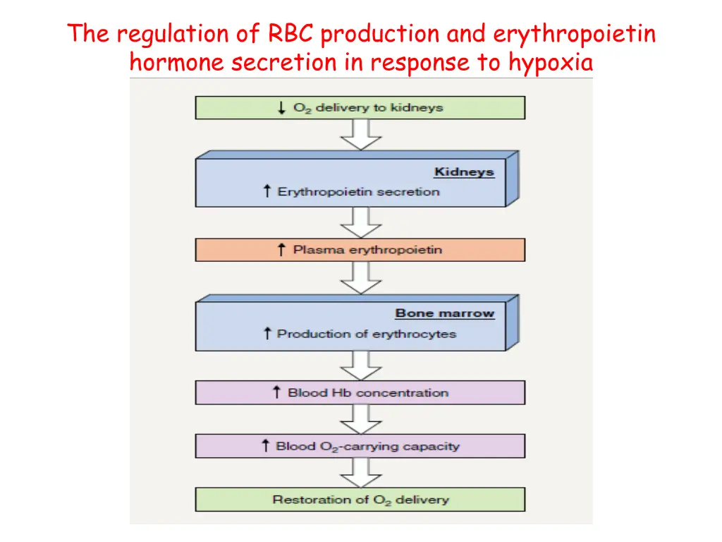 the regulation of rbc production