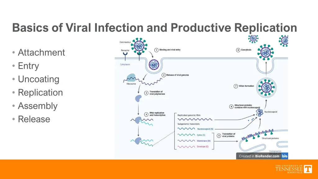 basics of viral infection and productive