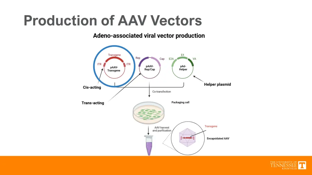 production of aav vectors