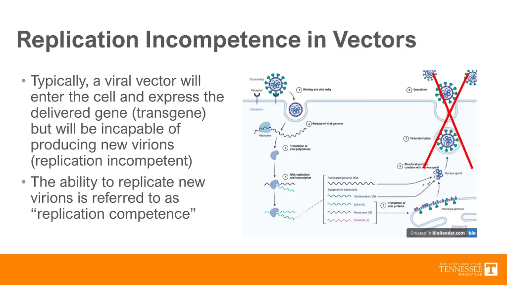 replication incompetence in vectors