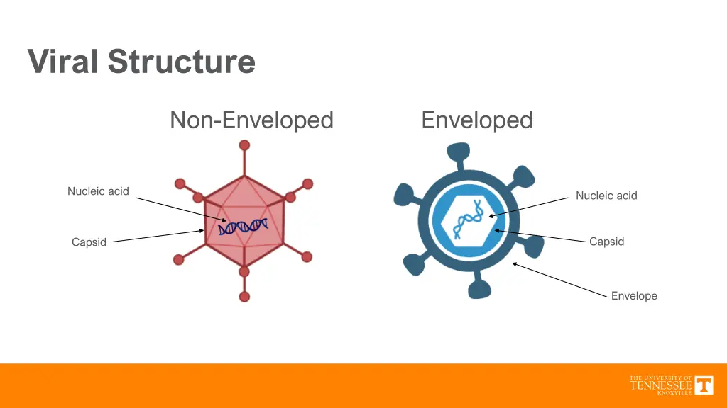 viral structure