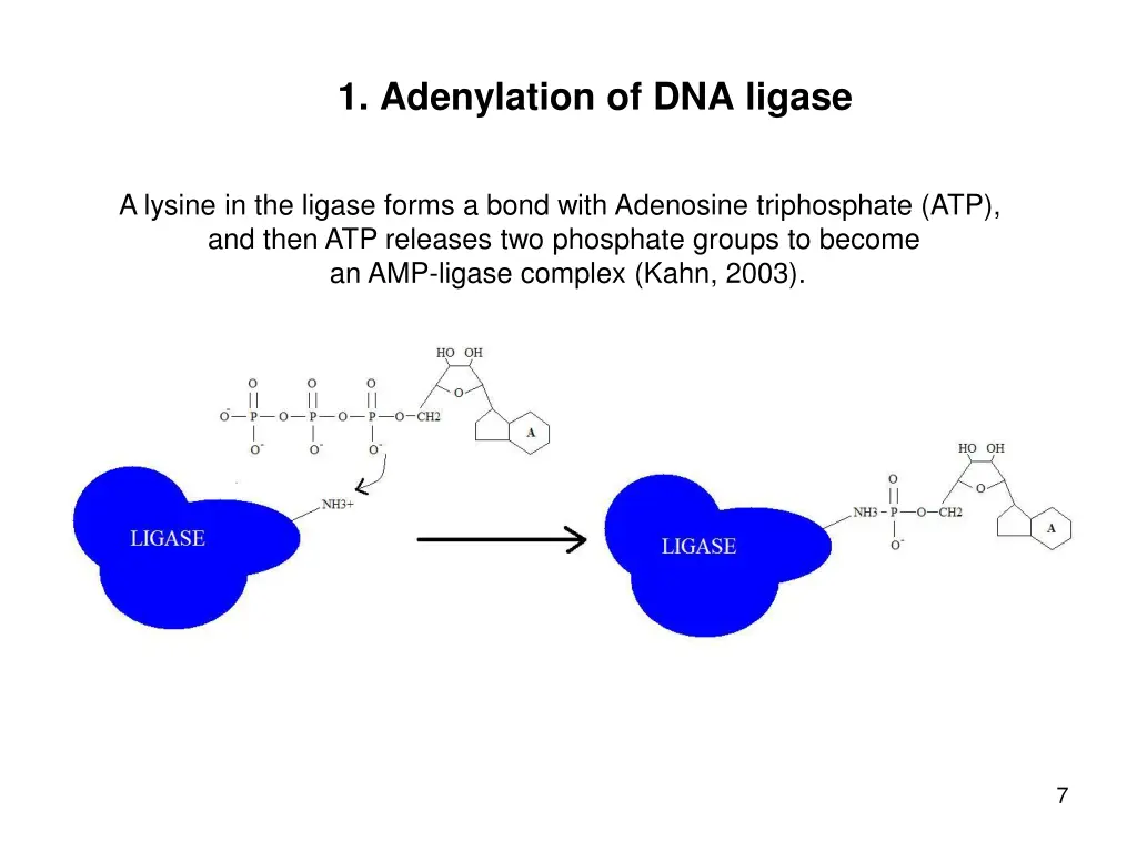 1 adenylation of dna ligase