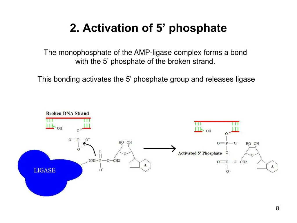 2 activation of 5 phosphate