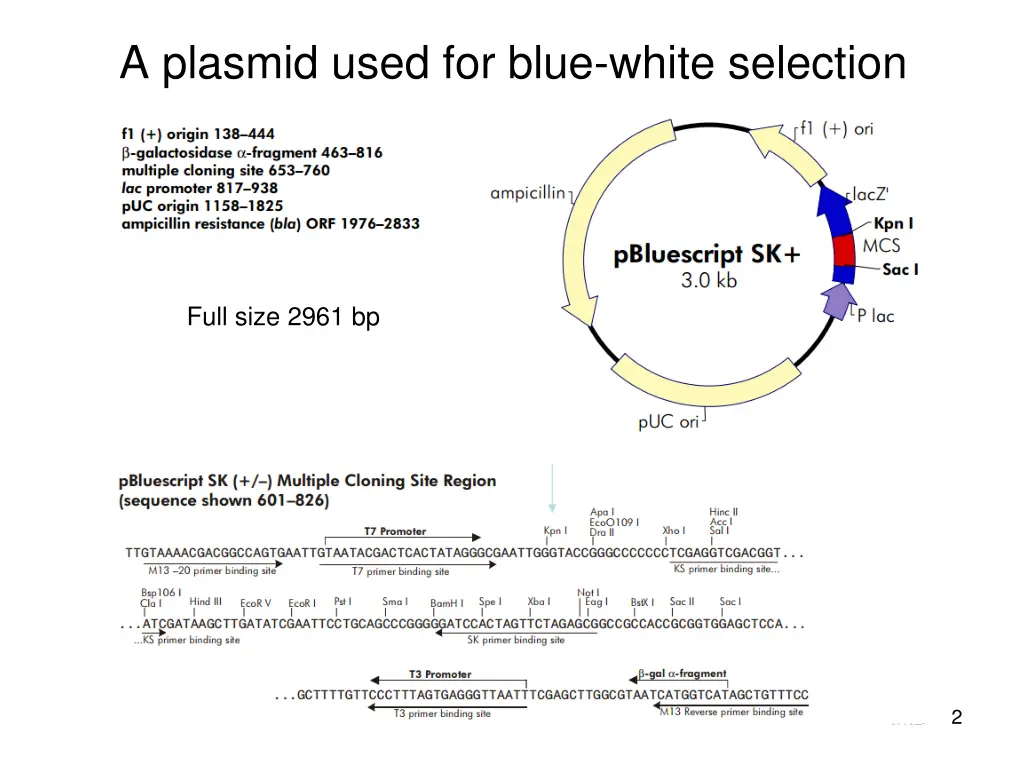 a plasmid used for blue white selection