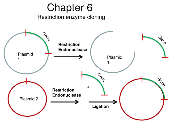 chapter 6 restriction enzyme cloning