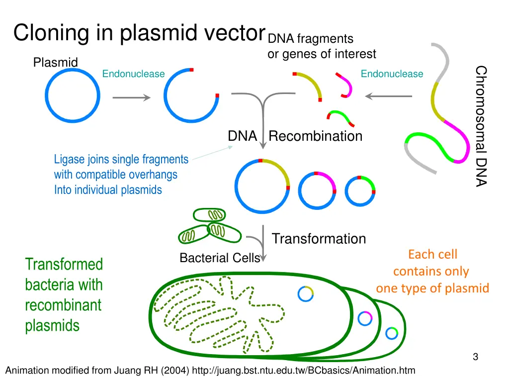 cloning in plasmid vector