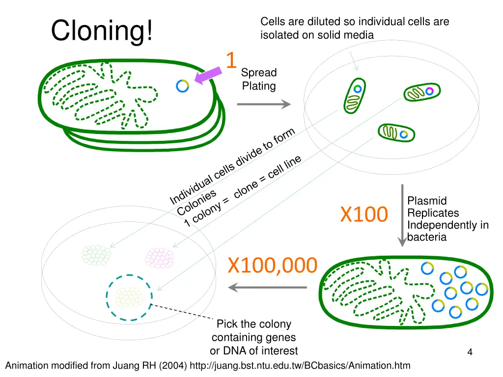 cloning