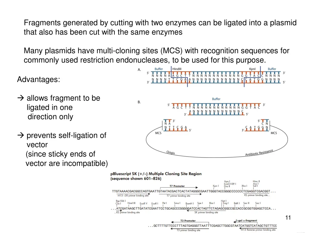 fragments generated by cutting with two enzymes
