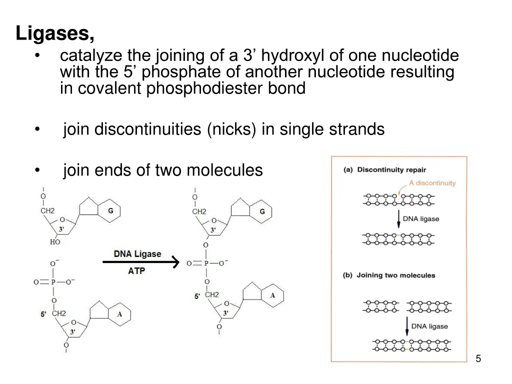 ligases