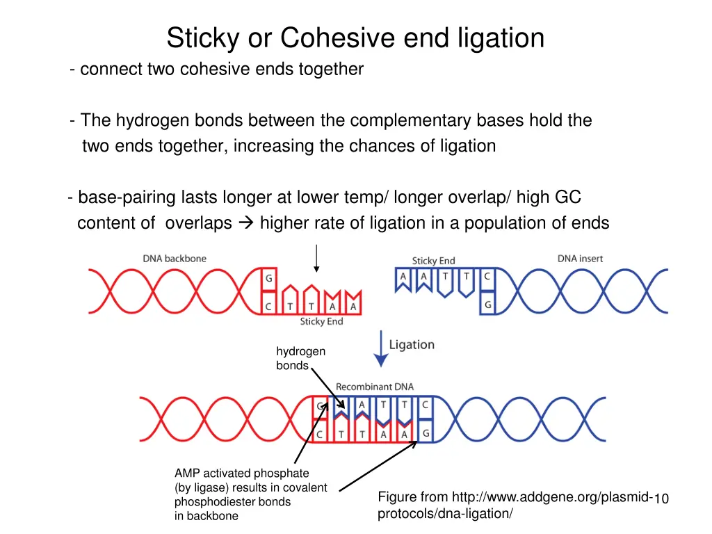 sticky or cohesive end ligation connect