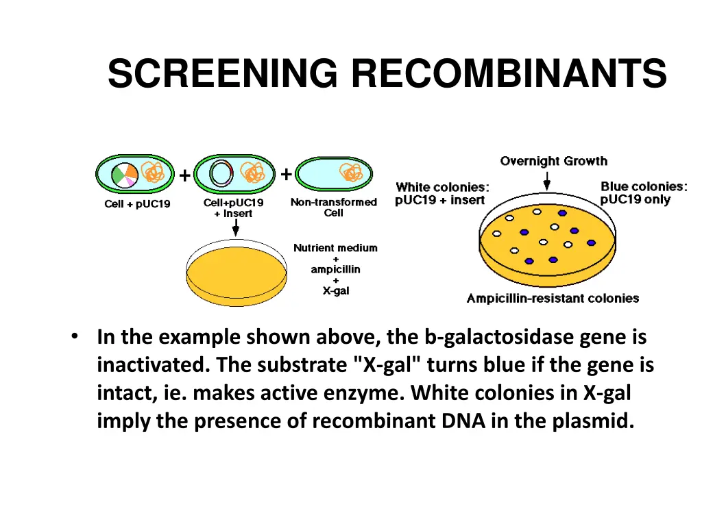 screening recombinants