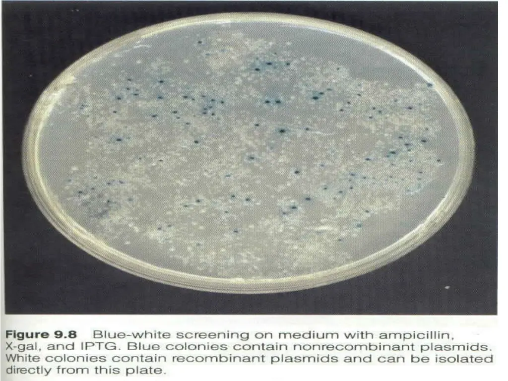 slide22