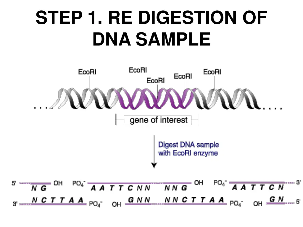 step 1 re digestion of dna sample