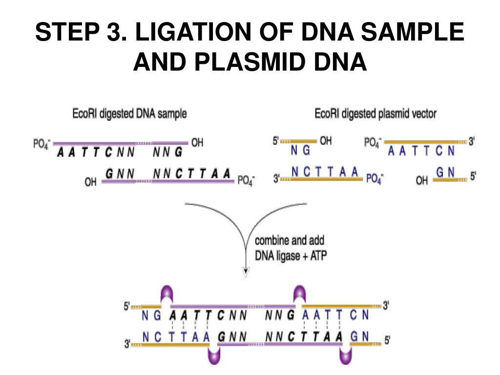 step 3 ligation of dna sample and plasmid dna