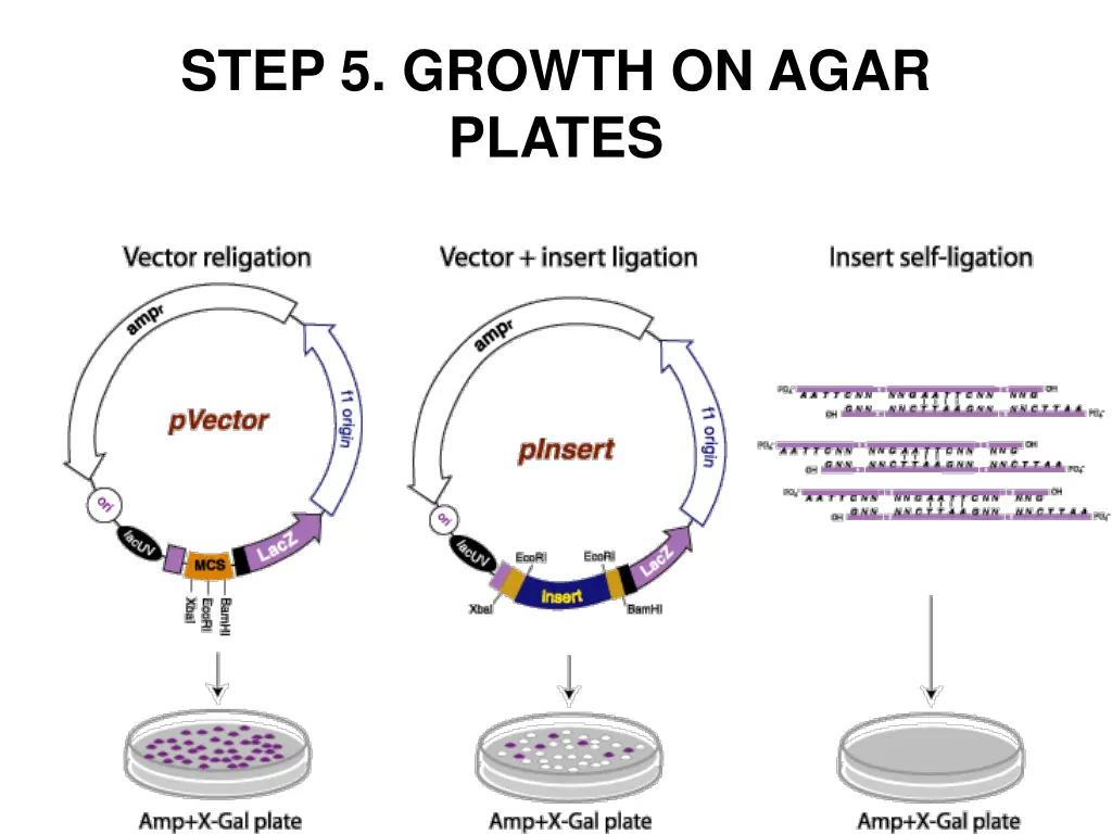 step 5 growth on agar plates