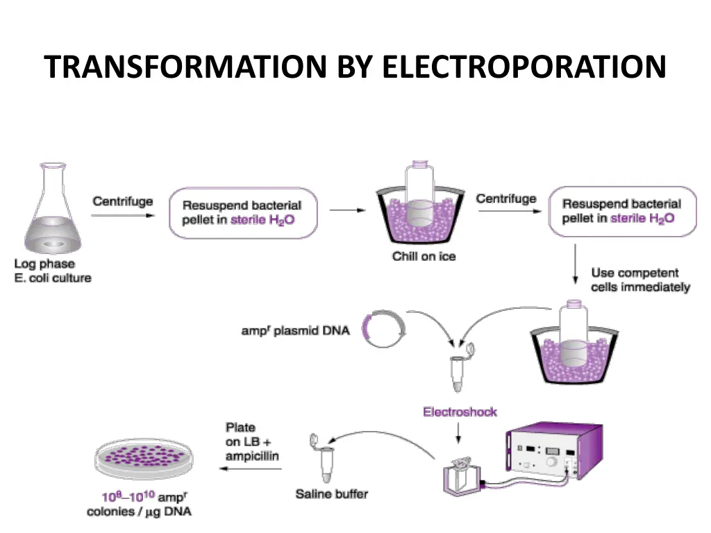 transformation by electroporation