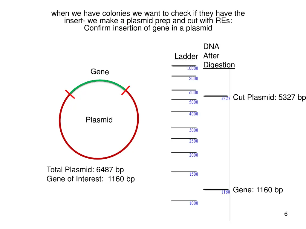 when we have colonies we want to check if they