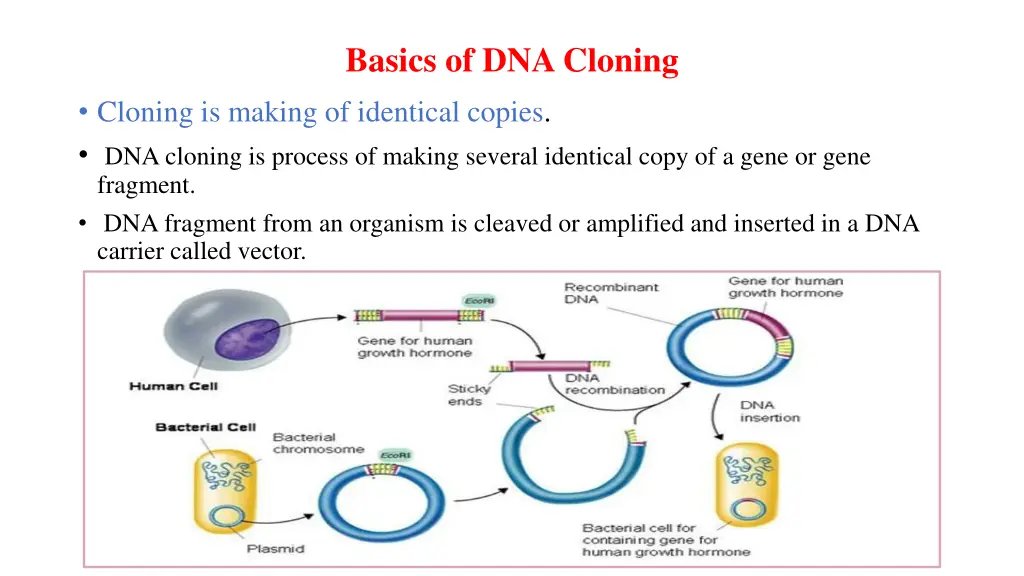 basics of dna cloning