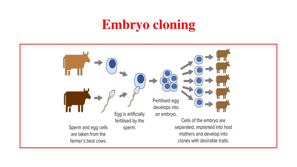 embryo cloning