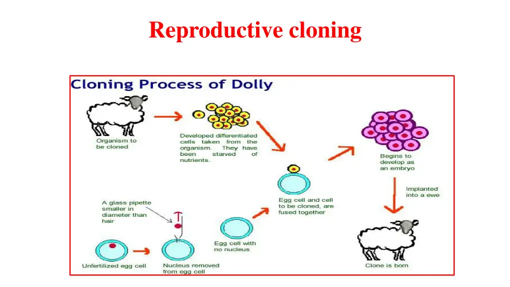reproductive cloning