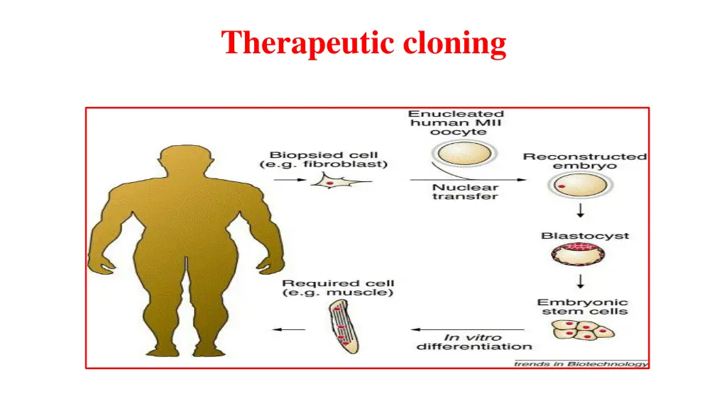 therapeutic cloning