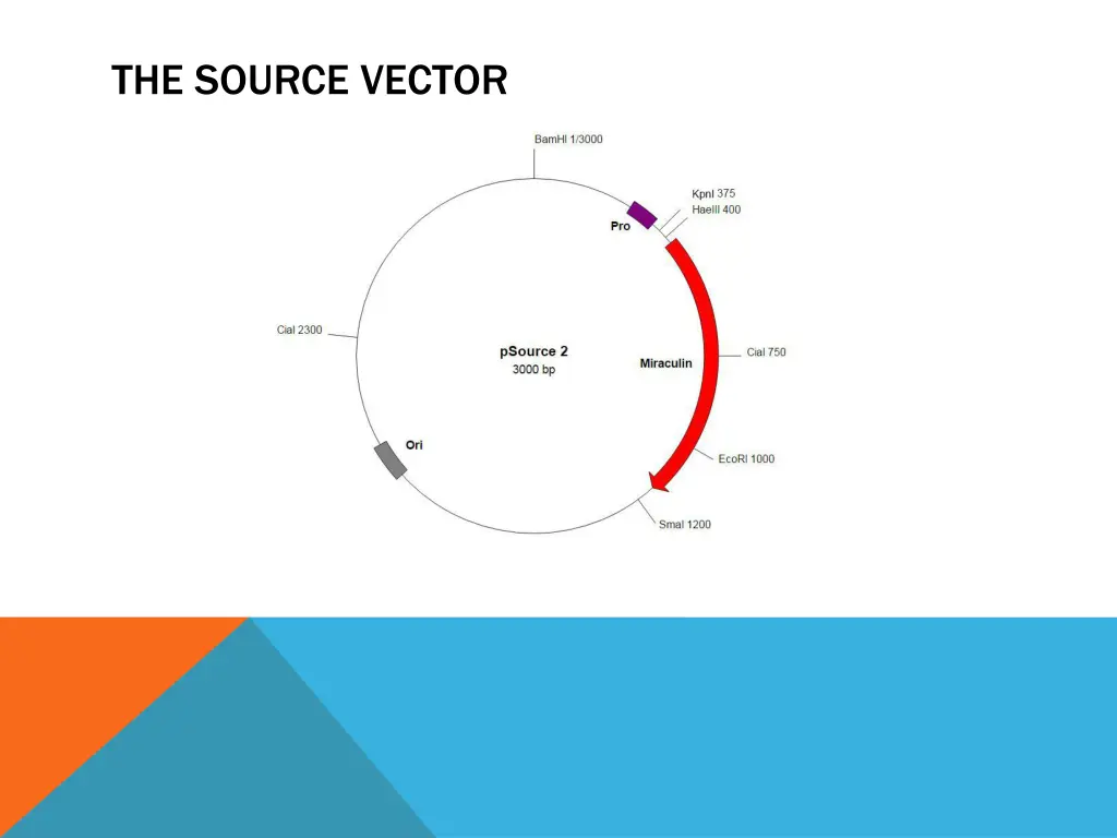 the source vector 1