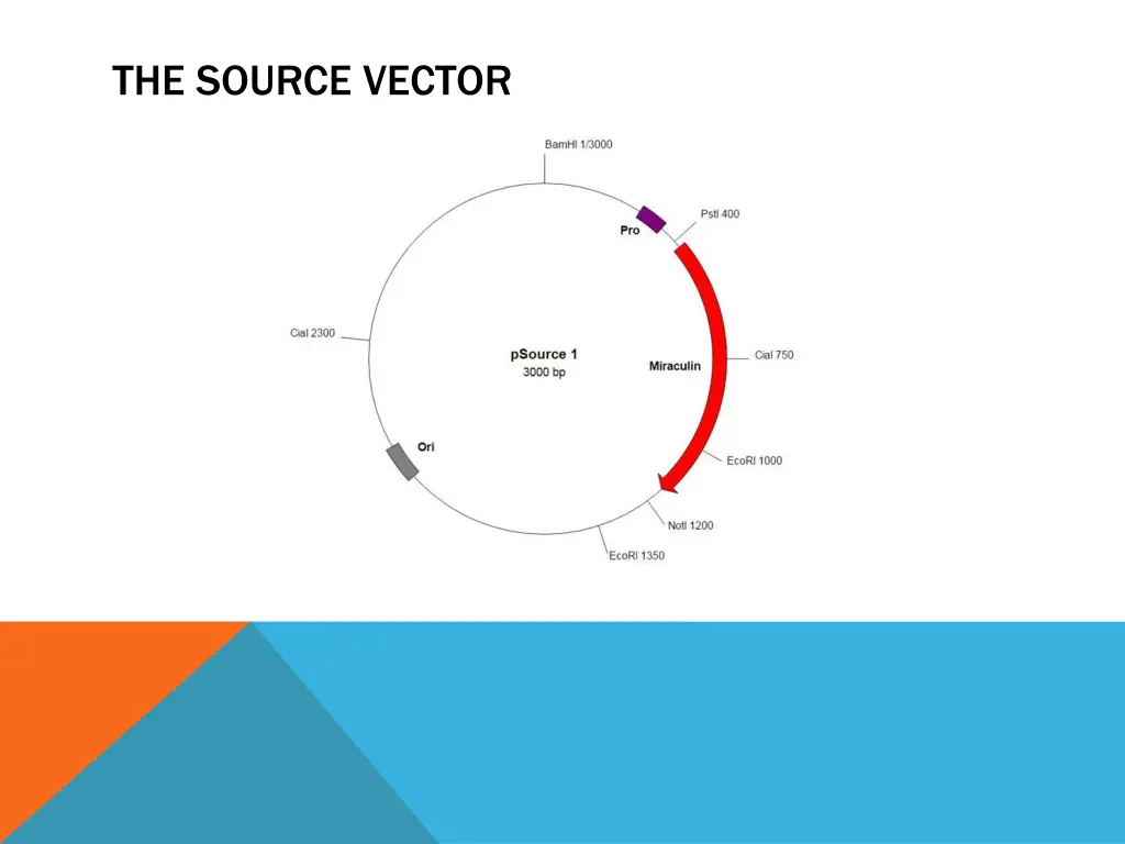 the source vector