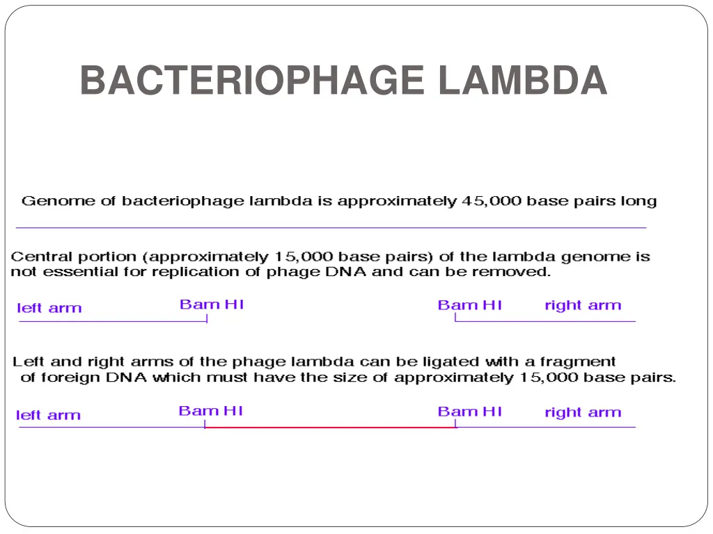 bacteriophage lambda 1