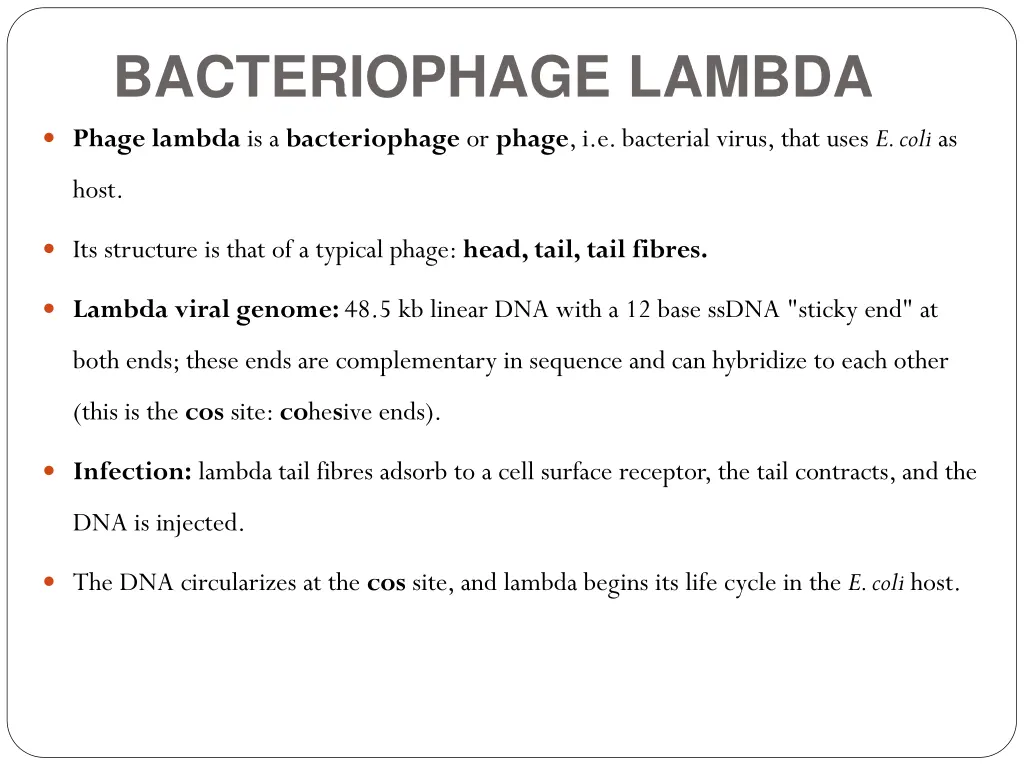 bacteriophage lambda
