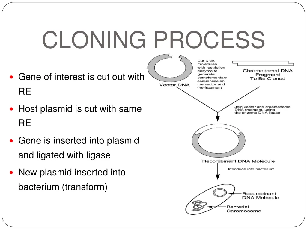 cloning process