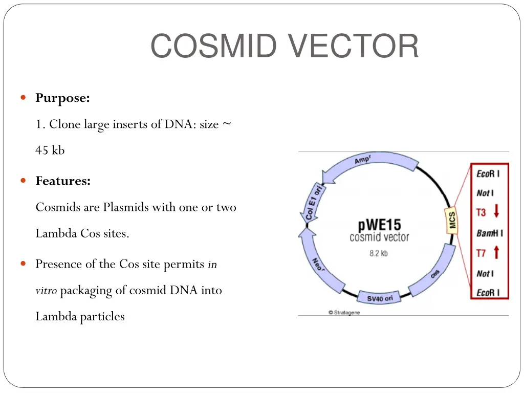 cosmid vector