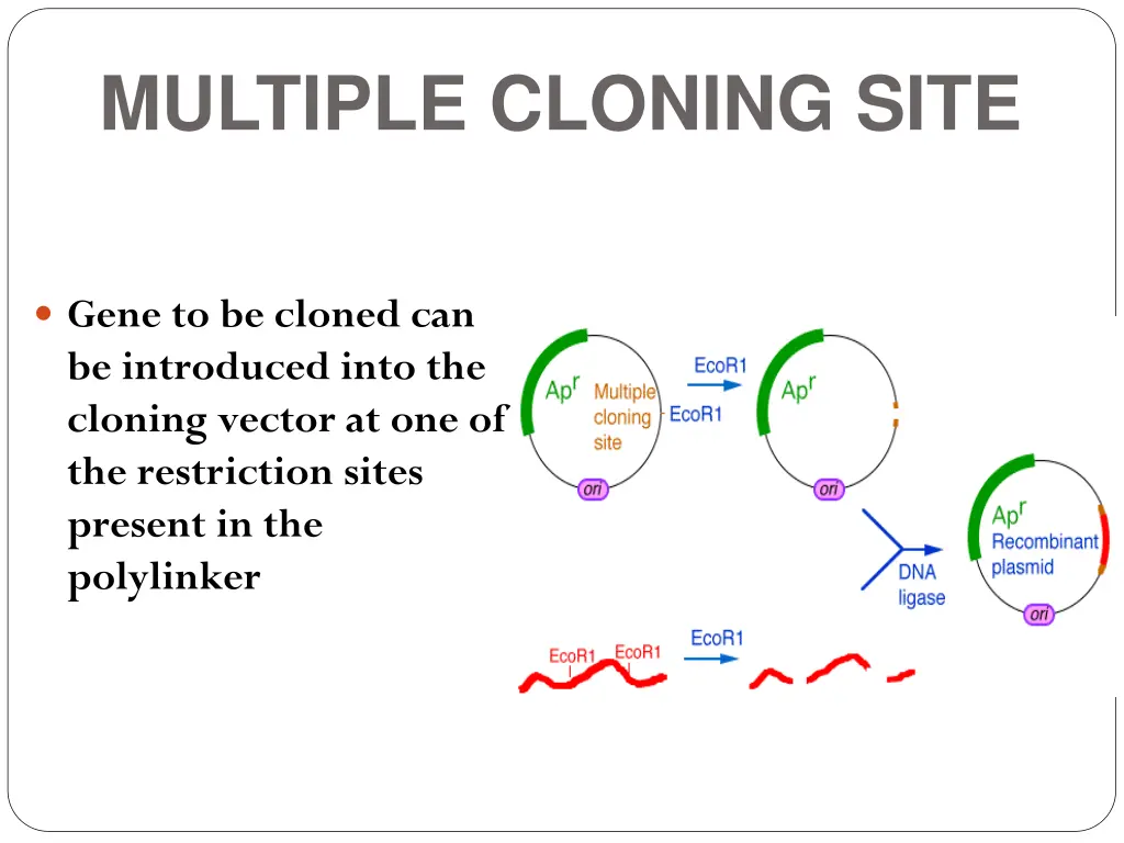 multiple cloning site 1