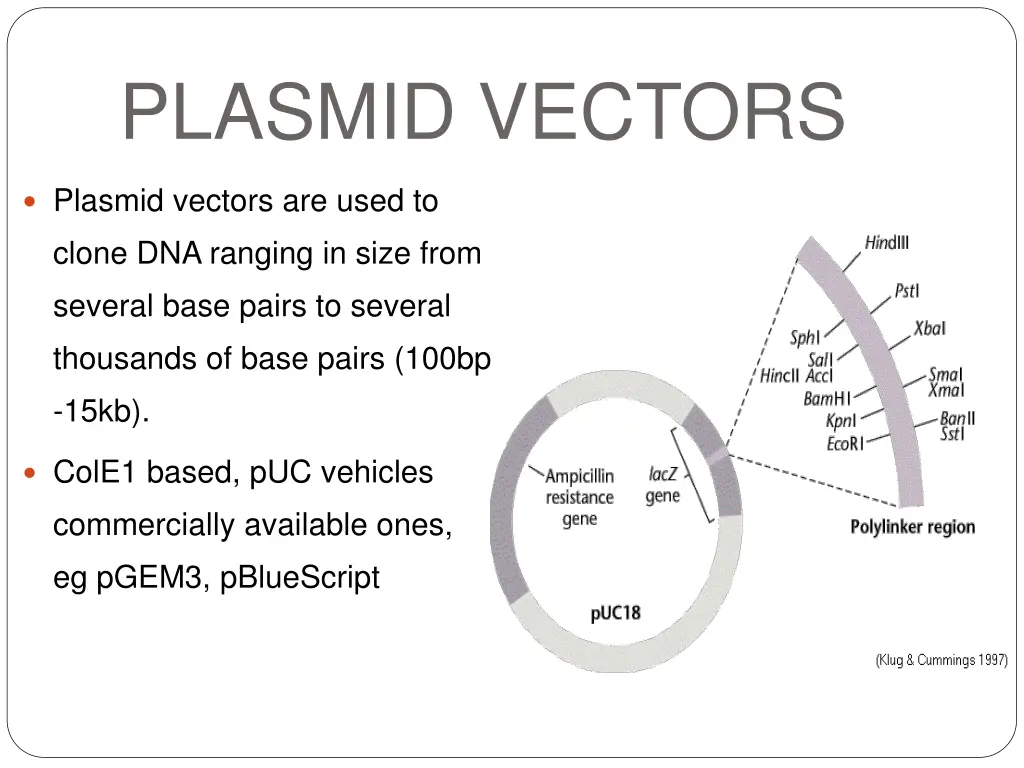 plasmid vectors 1
