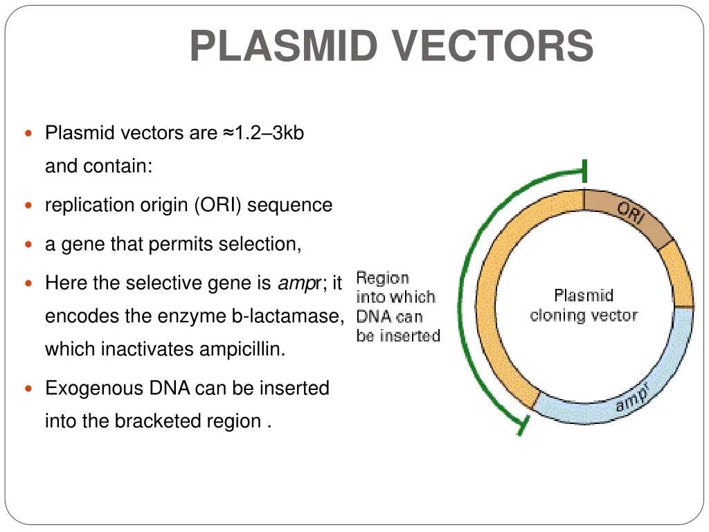 plasmid vectors