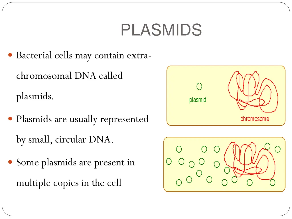plasmids