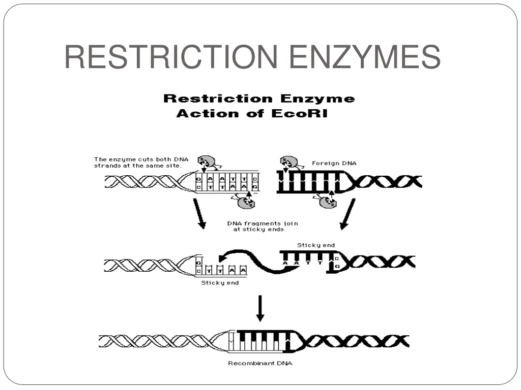 restriction enzymes 1