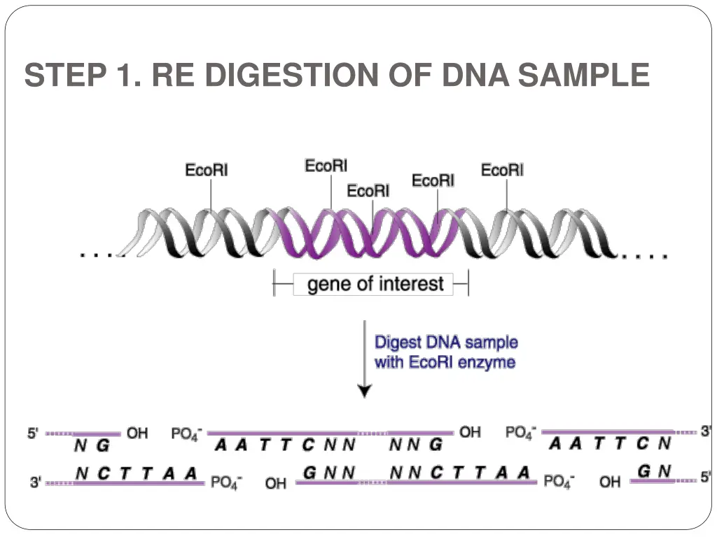 step 1 re digestion of dna sample